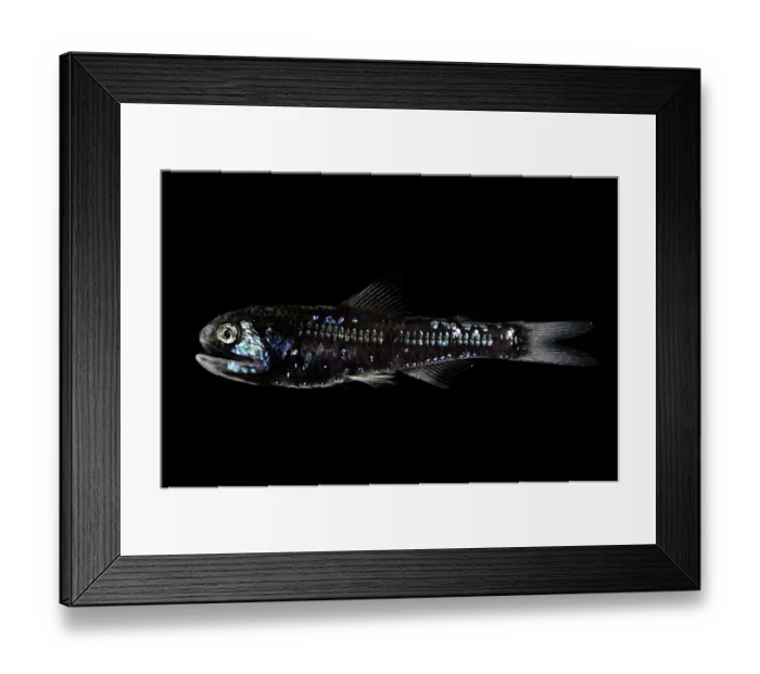 Framed Print : Dumeril's lanternfish (Diaphus dumerilii) portrait, showing bioluminescence, observed during RV Sonne, Cruise SO285 Framed Print : Dumeril's lanternfish (Diaphus dumerilii) portrait, showing bioluminescence, observed during RV Sonne, Cruise SO285