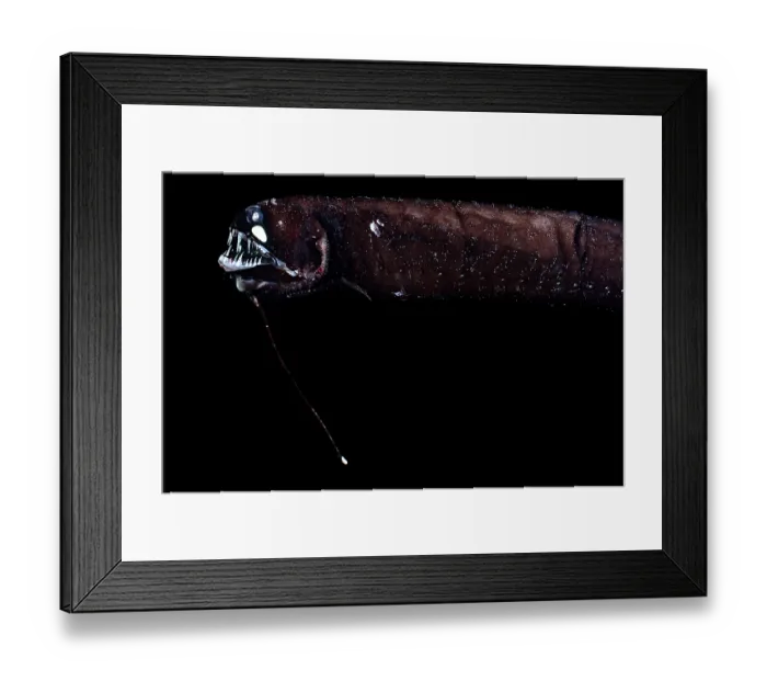 Framed Print : Barbeled dragonfish (Melanostomias tentaculatus) portrait, showing barbel and bioluminescence, Inhabiting depths of 30-950m Framed Print : Barbeled dragonfish (Melanostomias tentaculatus) portrait, showing barbel and bioluminescence, Inhabiting depths of 30-950m