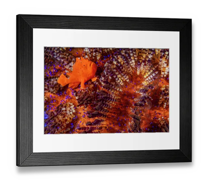 Framed Print : Orange painted frogfish (Antennarius pictus) resting between the venemous spines of a Fire urchin (Asthenosoma varium), Batangas marine protected area, Luzon, Philippines Framed Print : Orange painted frogfish (Antennarius pictus) resting between the venemous spines of a Fire urchin (Asthenosoma varium), Batangas marine protected area, Luzon, Philippines