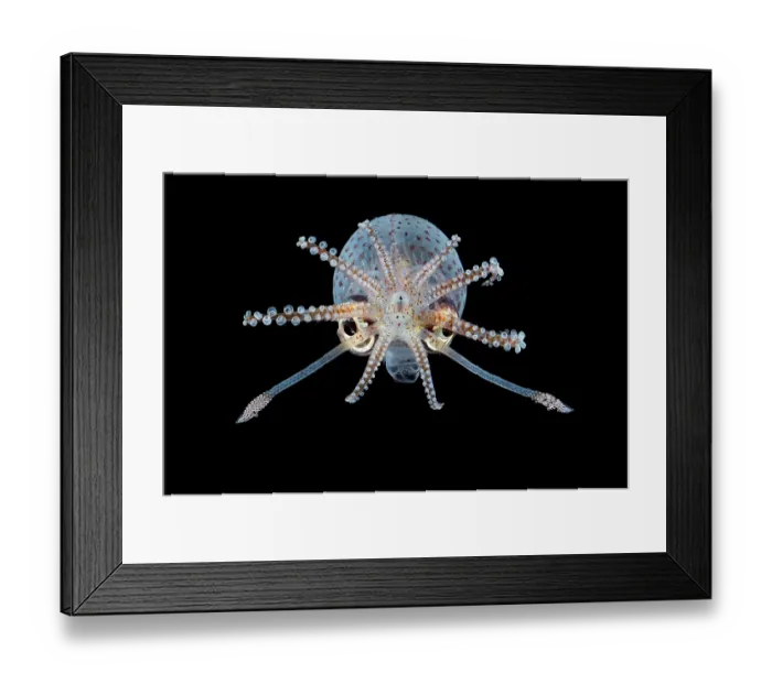Framed Print : Piglet squid (Helicocranchia sp) Framed Print : Piglet squid (Helicocranchia sp)