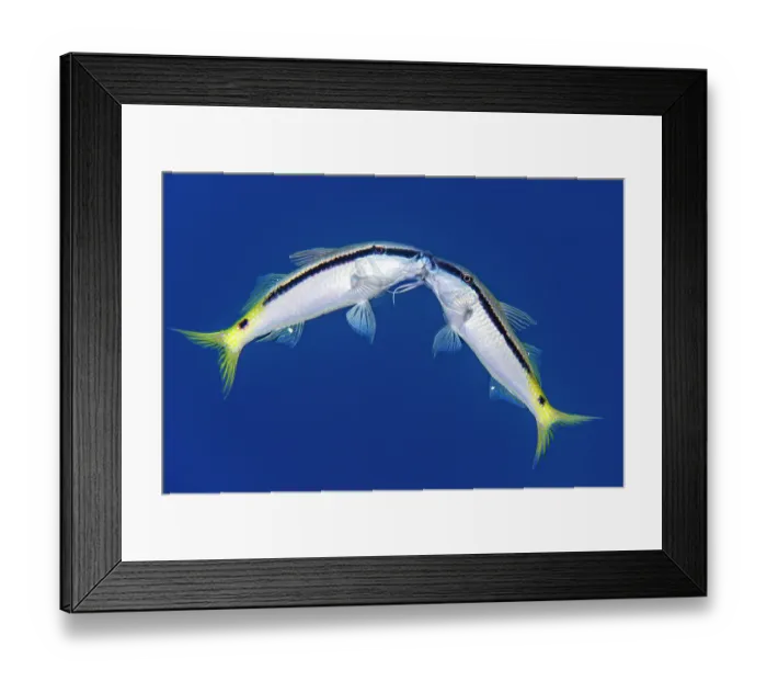 Framed Print : Two Red Sea goatfish (Parupeneus forsskali) wrapping their barbels around each other, fighting, Sharm El Shiekh, Sinai, Egypt. Red Sea Framed Print : Two Red Sea goatfish (Parupeneus forsskali) wrapping their barbels around each other, fighting, Sharm El Shiekh, Sinai, Egypt. Red Sea