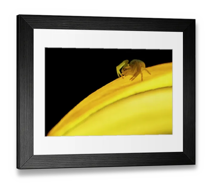 Framed Print : Goldenrod crab spider (Misumena vatia) juvenile, resting on a petal, Lucerne, Switzerland. August Framed Print : Goldenrod crab spider (Misumena vatia) juvenile, resting on a petal, Lucerne, Switzerland. August