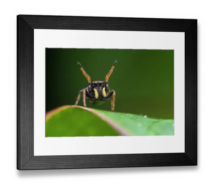 Framed Print : Jumping spider (Phiale sp.) female, resting on leaf mimicking a Velvet ant, Tinamaste, Costa Rica Framed Print : Jumping spider (Phiale sp.) female, resting on leaf mimicking a Velvet ant, Tinamaste, Costa Rica