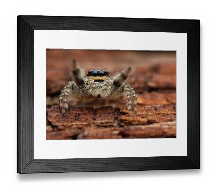 Framed Print : Jumping spider (Marpissa muscosa) female, preparing to jump, Lucerne, Switzerland. May Framed Print : Jumping spider (Marpissa muscosa) female, preparing to jump, Lucerne, Switzerland. May