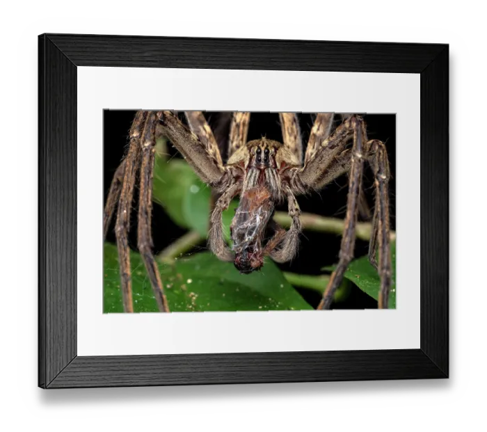 Framed Print : Fishing spider (Cupiennius coccineus) with prey, Osa Peninsula, Costa Rica. Focus stacked image Framed Print : Fishing spider (Cupiennius coccineus) with prey, Osa Peninsula, Costa Rica. Focus stacked image