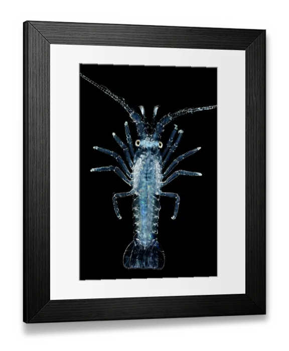 Framed Print : Spiny lobster (Panulirus sp.) pueruli larva stage, portrait Framed Print : Spiny lobster (Panulirus sp.) pueruli larva stage, portrait