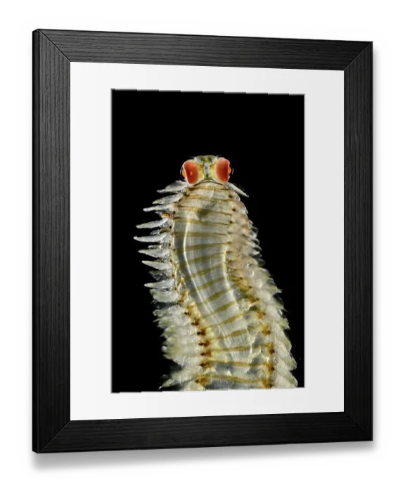 Framed Print : Pelagic polychaete (Alciopa reynaudii) portrait. These pelagic worms are known for their fragile, thin, transparent bodies and large, complex spherical eyes with an internal lens Framed Print : Pelagic polychaete (Alciopa reynaudii) portrait. These pelagic worms are known for their fragile, thin, transparent bodies and large, complex spherical eyes with an internal lens