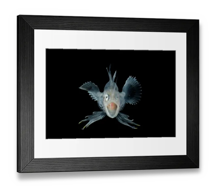 Framed Print : Goosefish (Lophius sp.) larval stage, laterally flattened with elongated dorsal and pectoral fin rays Framed Print : Goosefish (Lophius sp.) larval stage, laterally flattened with elongated dorsal and pectoral fin rays