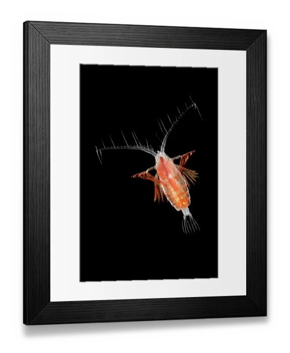 Framed Print : Planktonic copepod (Euchirella sp.) portrait Framed Print : Planktonic copepod (Euchirella sp.) portrait