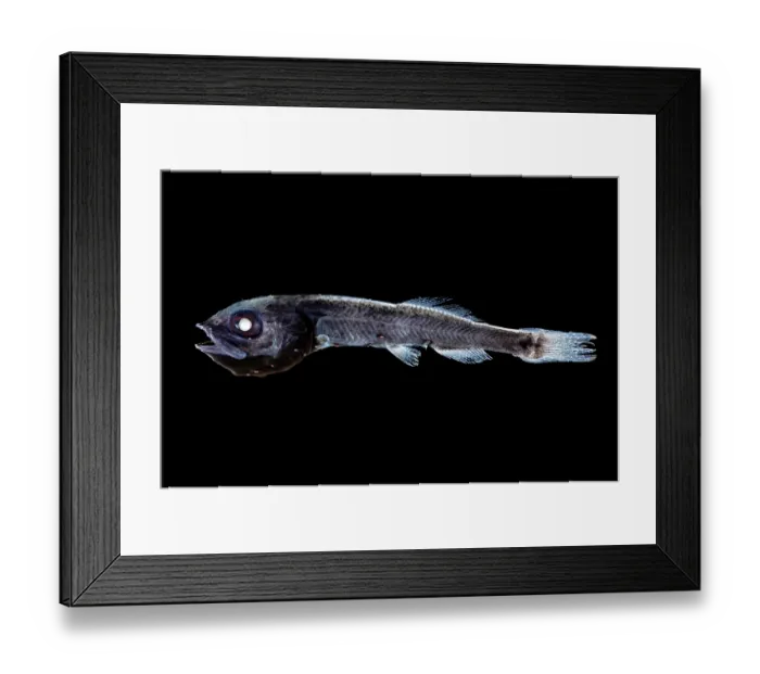 Framed Print : Spangled tubeshoulder (Persparsia kopua) portrait. It has a unique shoulder organ - a sac filled with luminescent fluid located behind the gills Framed Print : Spangled tubeshoulder (Persparsia kopua) portrait. It has a unique shoulder organ - a sac filled with luminescent fluid located behind the gills
