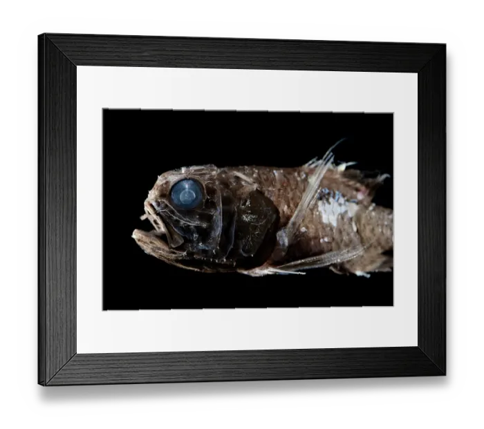 Framed Print : Ridgehead (Scopelogadus sp.) portrait, observed during RV Sonne, Cruise SO285, in the South Atlantic, Benguela upwelling region off the coast of South Africa and Namibia.Captive Framed Print : Ridgehead (Scopelogadus sp.) portrait, observed during RV Sonne, Cruise SO285, in the South Atlantic, Benguela upwelling region off the coast of South Africa and Namibia.Captive