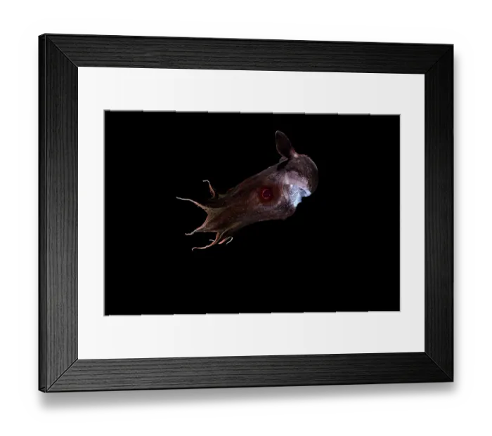 Framed Print : Vampire squid (Vampyroteuthis infernalis) portrait, found at depths over 500 metres, uniquely adapted to the oxygen minimum zone (OMZ) in the ocean Framed Print : Vampire squid (Vampyroteuthis infernalis) portrait, found at depths over 500 metres, uniquely adapted to the oxygen minimum zone (OMZ) in the ocean