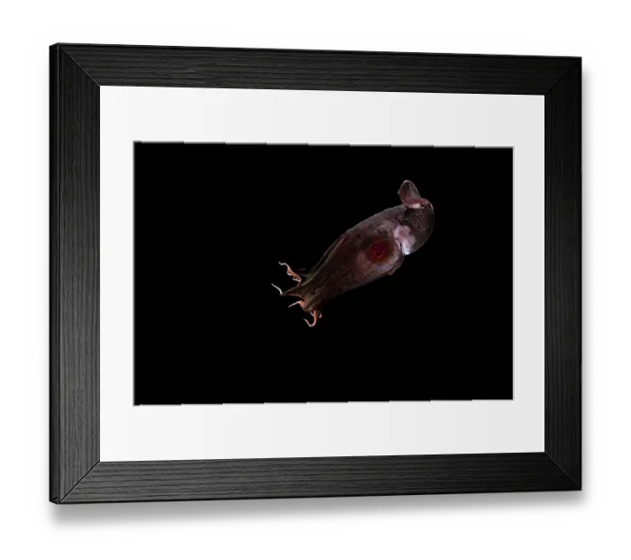 Framed Print : Vampire squid (Vampyroteuthis infernalis) portrait, found at depths over 500 metres, uniquely adapted to the oxygen minimum zone (OMZ) in the ocean Framed Print : Vampire squid (Vampyroteuthis infernalis) portrait, found at depths over 500 metres, uniquely adapted to the oxygen minimum zone (OMZ) in the ocean