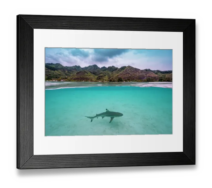 Framed Print : Blacktip reef shark (Carcharhinus melanopterus) juvenile, swimming in shallow water close to shore with the island of Moorea in background, French Polynesia, Pacific Ocean