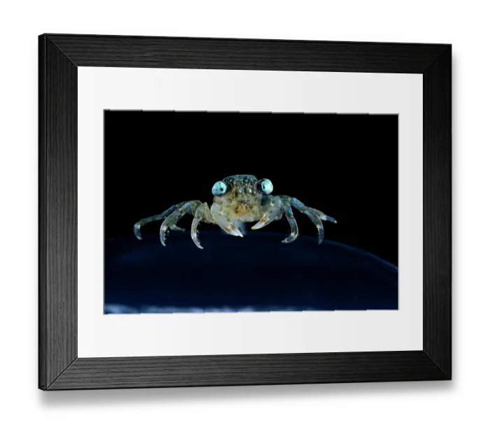 Framed Print : Brachyuran crab, megalopa larva stage, portrait, observed during RV Sonne, Cruise SO285, South Atlantic, Benguela upwelling region off the coast of South Africa and Namibia Framed Print : Brachyuran crab, megalopa larva stage, portrait, observed during RV Sonne, Cruise SO285, South Atlantic, Benguela upwelling region off the coast of South Africa and Namibia