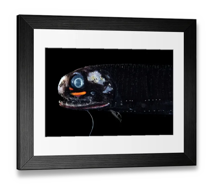 Framed Print : Smalltooth dragonfish (Pachystomias microdon) portrait, showing barbel and bioluminescence. One of the three deep-sea fish capable of producing red light bioluminescence Framed Print : Smalltooth dragonfish (Pachystomias microdon) portrait, showing barbel and bioluminescence. One of the three deep-sea fish capable of producing red light bioluminescence