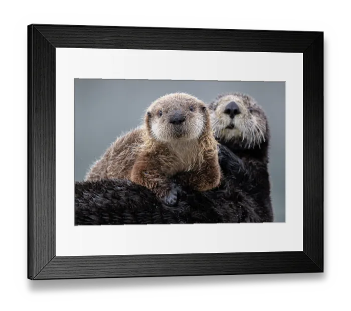 Framed Print : Sea otter (Enhydra lutris) resting with with pup, Cordova, Alaska. May. Endangered Framed Print : Sea otter (Enhydra lutris) resting with with pup, Cordova, Alaska. May. Endangered