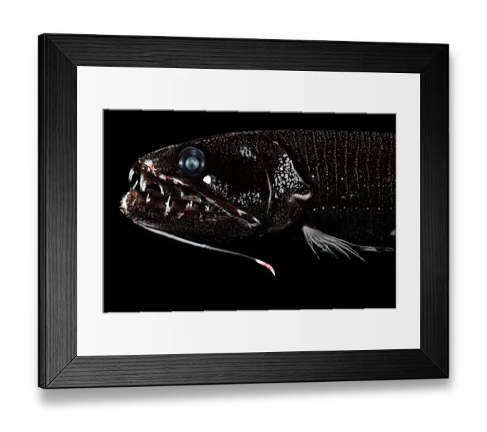 Framed Print : Barbeled dragonfish (Astronesthes caulophorus) portrait, showing bioluminescent barbel under its lower jaw and a luminous organ beneath the eye Framed Print : Barbeled dragonfish (Astronesthes caulophorus) portrait, showing bioluminescent barbel under its lower jaw and a luminous organ beneath the eye