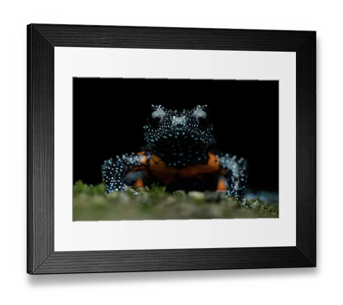 Framed Print : Galaxy frog (Melanobatrachus indicus) portrait, Munnar, Kerala, India Framed Print : Galaxy frog (Melanobatrachus indicus) portrait, Munnar, Kerala, India