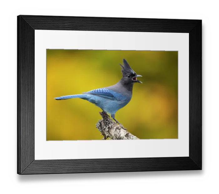 Framed Print : Steller's jay (Cyanocitta stelleri) perched on branch, calling, Multnomah County, Oregon, USA. November Framed Print : Steller's jay (Cyanocitta stelleri) perched on branch, calling, Multnomah County, Oregon, USA. November
