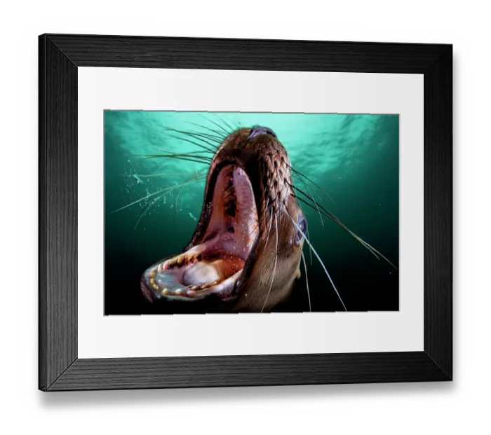Framed Print : Steller sea lion (Eumetopias jubatus) with mouth open wide, portrait, Hornby Island, British Columbia, Canada, Pacific Ocean Framed Print : Steller sea lion (Eumetopias jubatus) with mouth open wide, portrait, Hornby Island, British Columbia, Canada, Pacific Ocean