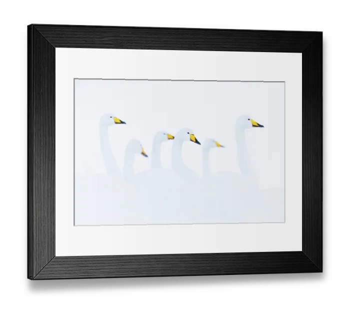 Framed Print : Whooper swans (Cygnus cygnus) flock in winter, Iceland. February Framed Print : Whooper swans (Cygnus cygnus) flock in winter, Iceland. February