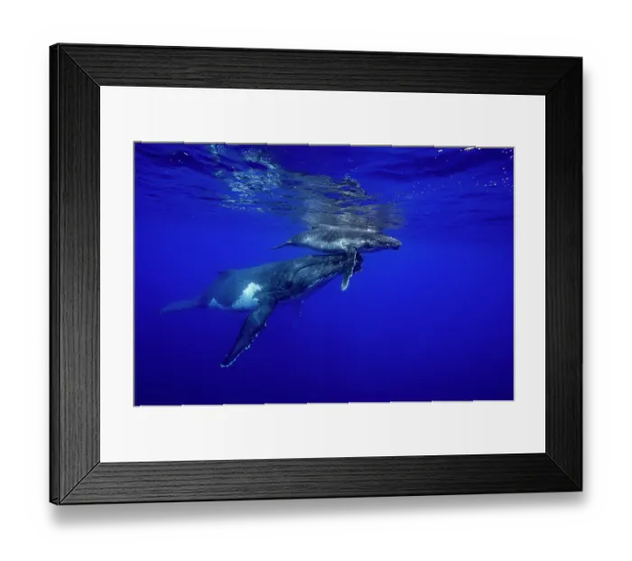 Framed Print : Humpback whale (Megaptera novaeangliae) female with calf swimming close to ocean surface, off Tubuai, French Polynesia, Pacific Ocean Framed Print : Humpback whale (Megaptera novaeangliae) female with calf swimming close to ocean surface, off Tubuai, French Polynesia, Pacific Ocean