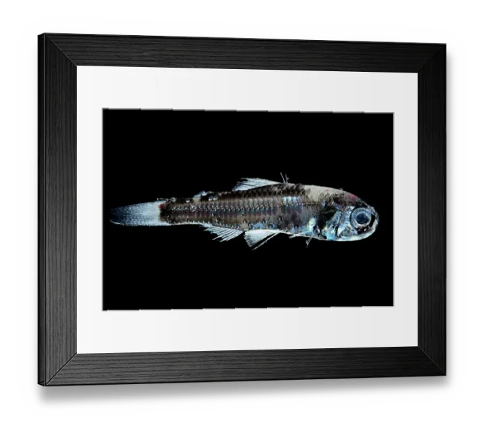 Framed Print : Mead's lanternfish (Diaphus meadi) portrait. Typically found at depths of 700 to 1, 500 m during the day and 20 to 200 m at night