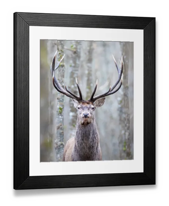 Framed Print : Red deer (Cervus elaphus) stag, standing among trees in forest, Bialowieza Forest, Bialowieza National Park, Poland. February Framed Print : Red deer (Cervus elaphus) stag, standing among trees in forest, Bialowieza Forest, Bialowieza National Park, Poland. February