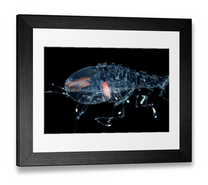 Framed Print : Deep sea amphipod (Cystisoma neptuni) portrait, showing transparent body, with the exception of the stomach and its compound eyes Framed Print : Deep sea amphipod (Cystisoma neptuni) portrait, showing transparent body, with the exception of the stomach and its compound eyes