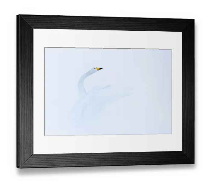 Framed Print : Whooper swan (Cygnus cygnus) in winter, Iceland. February Framed Print : Whooper swan (Cygnus cygnus) in winter, Iceland. February