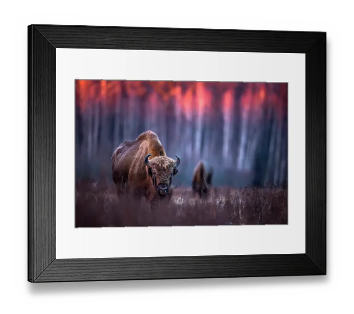 Framed Print : European bison (Bison bonasus) standing in grassland at edge of forest at sunset, Bialowieza Forest, Bialowieza National Park, Poland Framed Print : European bison (Bison bonasus) standing in grassland at edge of forest at sunset, Bialowieza Forest, Bialowieza National Park, Poland