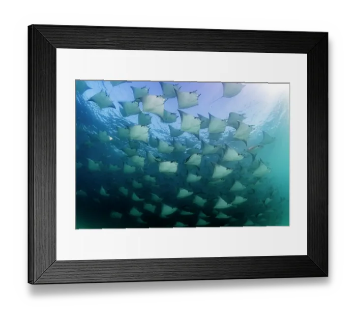 Framed Print : Large school of Munk's devil rays (Mobula munkiana) aggregating, La Ventana, Baja California Peninsula, Mexico, Pacific Ocean Framed Print : Large school of Munk's devil rays (Mobula munkiana) aggregating, La Ventana, Baja California Peninsula, Mexico, Pacific Ocean