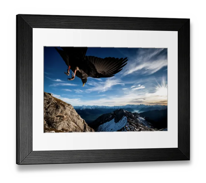 Framed Print : Alpine chough (Pyrrhocorax graculus) in flight over mountain peaks, Alps, Switzerland Framed Print : Alpine chough (Pyrrhocorax graculus) in flight over mountain peaks, Alps, Switzerland
