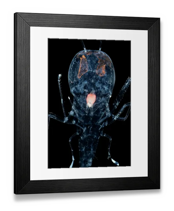 Framed Print : Deep sea amphipod (Cystisoma neptuni) portrait, showing transparent body, with the exception of the stomach and its compound eyes Framed Print : Deep sea amphipod (Cystisoma neptuni) portrait, showing transparent body, with the exception of the stomach and its compound eyes