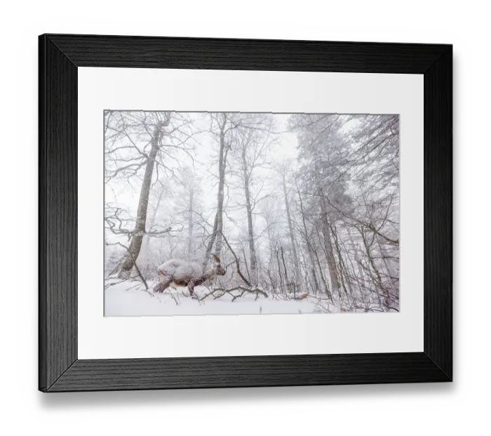 Framed Print : Alpine ibex (Capra ibex) walking through snow-covered woodland, Alps, Switzerland. January Framed Print : Alpine ibex (Capra ibex) walking through snow-covered woodland, Alps, Switzerland. January