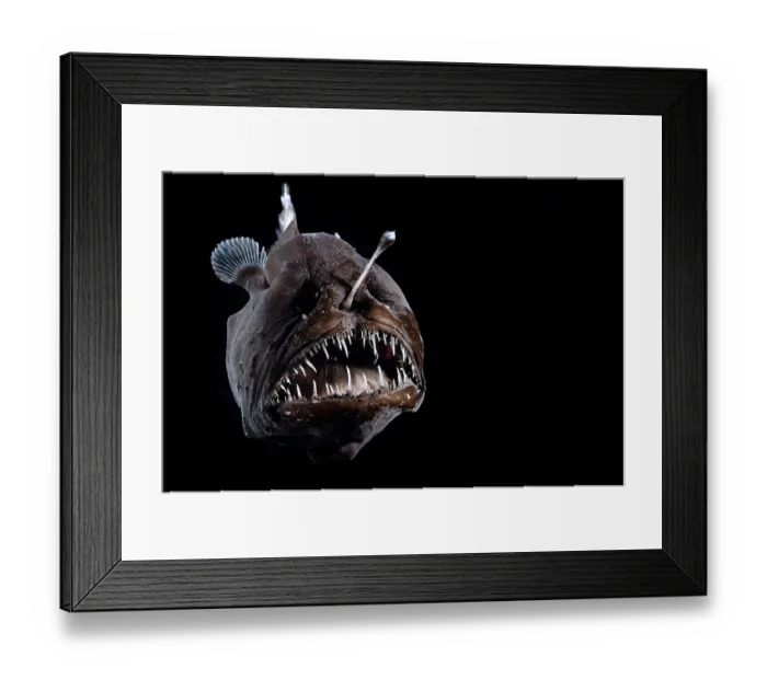 Framed Print : Johnson's abyssal seadevil (Melanocetus johnsonii) female, portrait, observed during RV Sonne, Cruise SO285, South Atlantic Ocean Framed Print : Johnson's abyssal seadevil (Melanocetus johnsonii) female, portrait, observed during RV Sonne, Cruise SO285, South Atlantic Ocean
