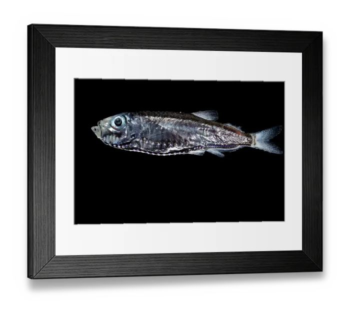 Framed Print : Deep-sea hatchetfish (Maurolicus walvisensis) portrait, showing bioluminescent organs along the underside of its body Framed Print : Deep-sea hatchetfish (Maurolicus walvisensis) portrait, showing bioluminescent organs along the underside of its body