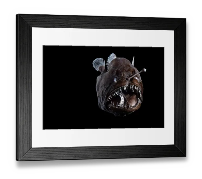 Framed Print : Johnson's abyssal seadevil (Melanocetus johnsonii) female, portrait, observed during RV Sonne, Cruise SO285, South Atlantic Ocean Framed Print : Johnson's abyssal seadevil (Melanocetus johnsonii) female, portrait, observed during RV Sonne, Cruise SO285, South Atlantic Ocean