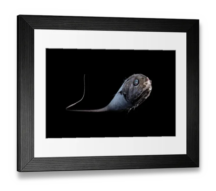 Framed Print : Globehead grenadier (Cetonurus globiceps) portrait, residing in the bathypelagic zone at depths of 1, 000-4, 000 m Framed Print : Globehead grenadier (Cetonurus globiceps) portrait, residing in the bathypelagic zone at depths of 1, 000-4, 000 m