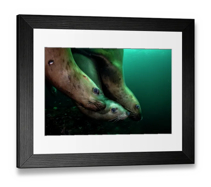 Framed Print : Three Steller sea lions (Eumetopias jubatus) diving, Hornby Island, British Columbia, Canada Framed Print : Three Steller sea lions (Eumetopias jubatus) diving, Hornby Island, British Columbia, Canada