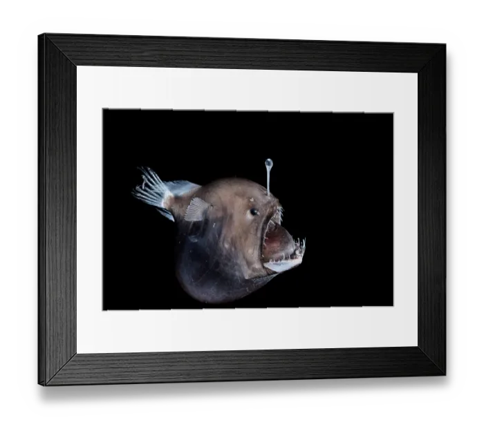 Framed Print : Johnson's abyssal seadevil (Melanocetus johnsonii) female, portrait, observed during RV Sonne, Cruise SO285, South Atlantic Ocean Framed Print : Johnson's abyssal seadevil (Melanocetus johnsonii) female, portrait, observed during RV Sonne, Cruise SO285, South Atlantic Ocean