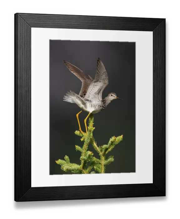 Framed Print : Lesser yellowlegs (Tringa flavipes) balancing at tip of Spruce (Picea sp.) tree, Alaska. June