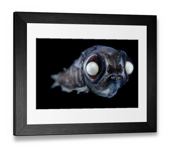 Framed Print : Bigscale deep sea smelt (Melanolagus bericoides) portrait Framed Print : Bigscale deep sea smelt (Melanolagus bericoides) portrait