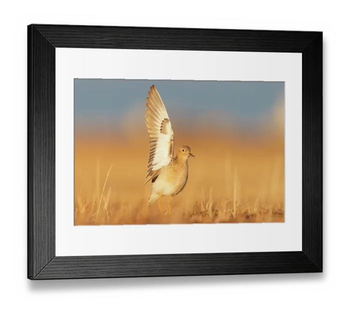 Framed Print : Buff-breasted sandpiper (Tryngites subruficollis) male, courtship display at lek, Alaska. June