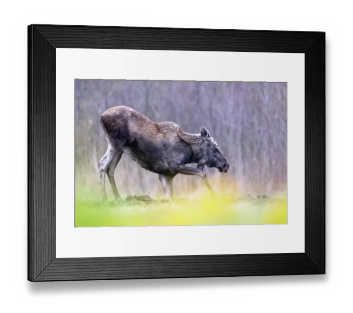 Framed Print : Moose (Alces alces) standing up from kneeling position, Biebrza National Park, Poland. April Framed Print : Moose (Alces alces) standing up from kneeling position, Biebrza National Park, Poland. April