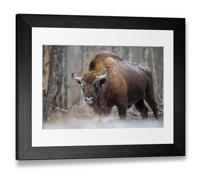 Framed Print : European bison (Bison bonasus) standing in forest in winter, Bialowieza Forest, Bialowieza National Park, Poland. February Framed Print : European bison (Bison bonasus) standing in forest in winter, Bialowieza Forest, Bialowieza National Park, Poland. February