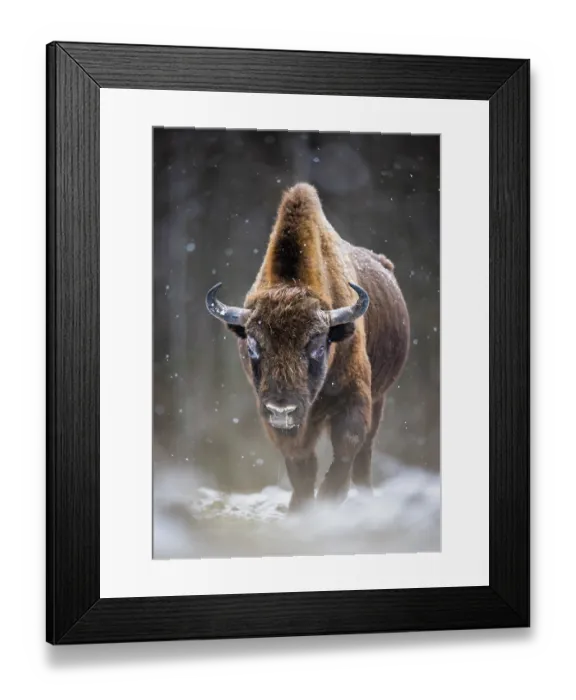 Framed Print : European bison (Bison bonasus) walking through forest in snow Bialowieza Forest, Bialowieza National Park, Poland. February Framed Print : European bison (Bison bonasus) walking through forest in snow Bialowieza Forest, Bialowieza National Park, Poland. February