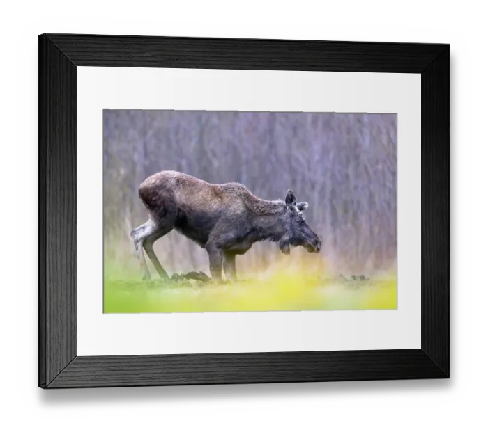 Framed Print : Moose (Alces alces) kneeling down on front legs, Biebrza National Park, Poland. April