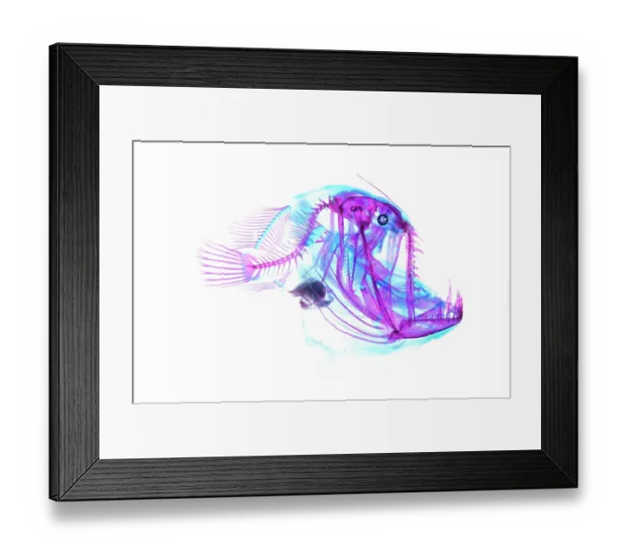 Framed Print : Johnson's abyssal seadevil (Melanocetus johnsonii) portrait, cleared and stained by scientists, showing cartilage in blue and bones in red Framed Print : Johnson's abyssal seadevil (Melanocetus johnsonii) portrait, cleared and stained by scientists, showing cartilage in blue and bones in red